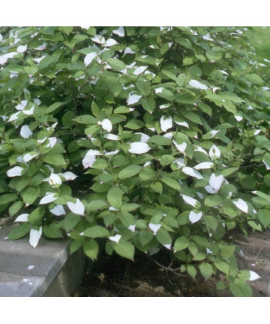 Kiwi Actinidia Sientiabrskaja (variegated), 4L pot