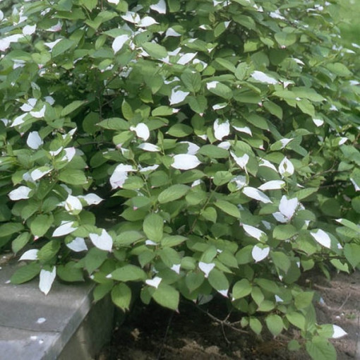 Kiwi Actinidia Sientiabrskaja (variegated), 4L pot