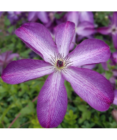 Clematis 'Venosa Violacea' pot. P9/C1