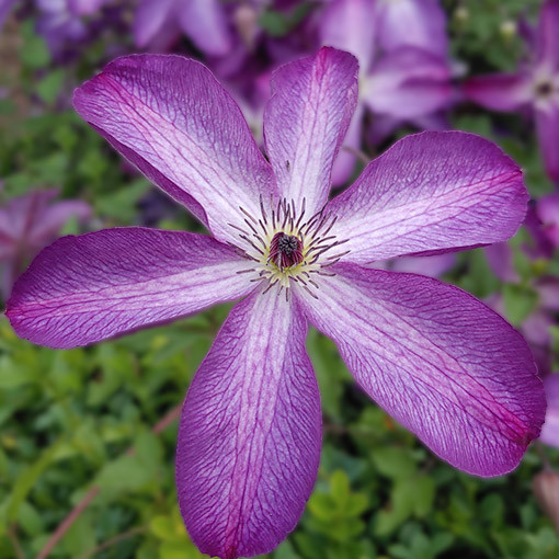 Clematis 'Venosa Violacea' pot. P9/C1
