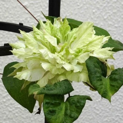 Clematis Midori 4L pot