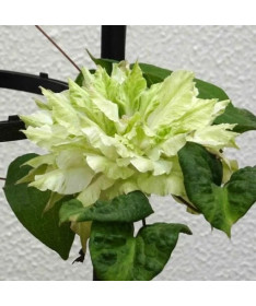 Clematis Midori 4L pot