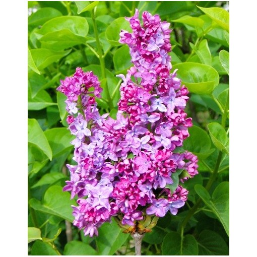 Common lilac ‘Leonid Leonov’ C4 (grafting on rootstock)