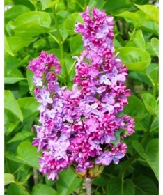 Common lilac ‘Leonid Leonov’ C4 (grafting on rootstock)