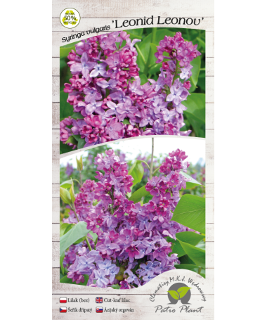Common lilac ‘Leonid Leonov’ C4 (grafting on rootstock)