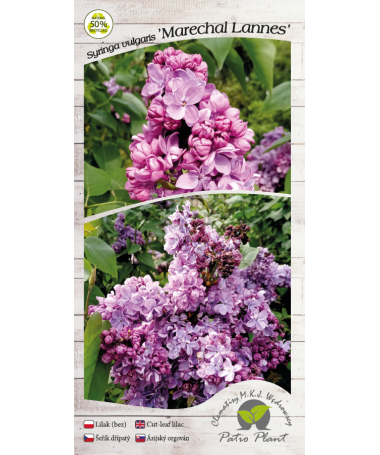 Common lilac 'Marechal Lannes' C4 (grafting on rootstock)