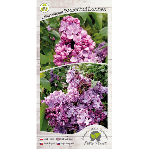 Common lilac 'Marechal Lannes' C4 (grafting on rootstock)