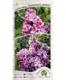 Common lilac 'Marechal Lannes' C4 (grafting on rootstock)