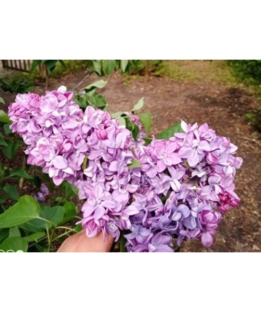 Common lilac 'Marechal Lannes' C4 (grafting on rootstock)
