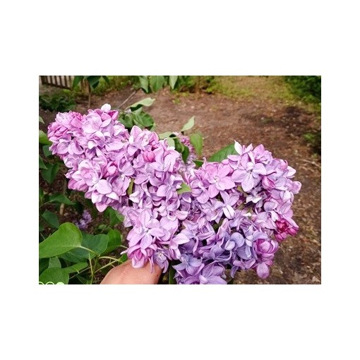 Common lilac 'Marechal Lannes' C4 (grafting on rootstock)