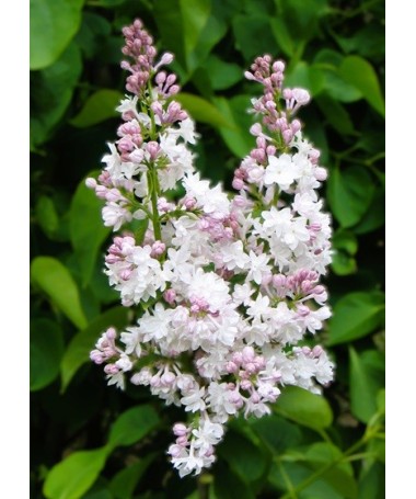 Common lilac ‘Krasavitsa Moskvy’ C4 (grafting on rootstock)
