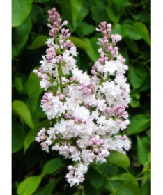 Common lilac ‘Krasavitsa Moskvy’ C4 (grafting on rootstock)