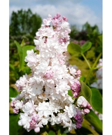 Common lilac ‘Krasavitsa Moskvy’ C4 (grafting on rootstock)
