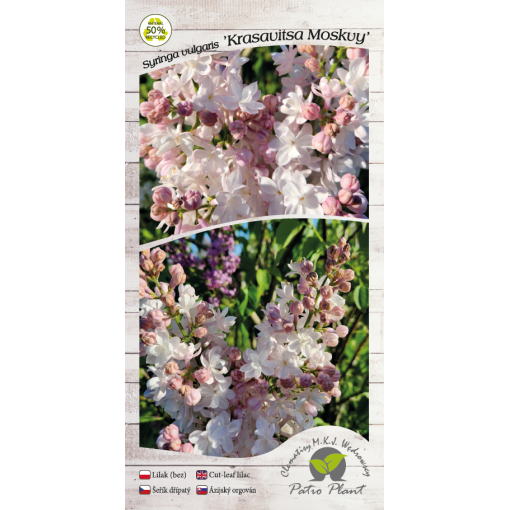 Common lilac ‘Krasavitsa Moskvy’ C4 (grafting on rootstock)