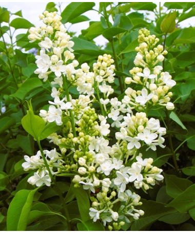 Common lilac ‘Primrose’ C4 (grafting on rootstock)