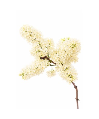 Common lilac ‘Primrose’ C4 (grafting on rootstock)