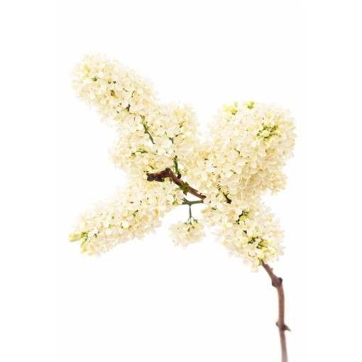 Common lilac ‘Primrose’ C4 (grafting on rootstock)