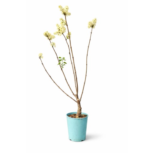 Common lilac ‘Primrose’ C4 (grafting on rootstock)