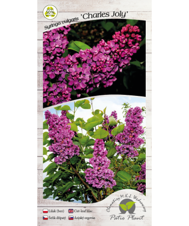 Common lilac ‘Charles Joly’ C4 (grafting on rootstock)