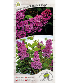 Common lilac ‘Charles Joly’ C4 (grafting on rootstock)