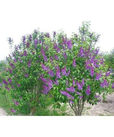 Common lilac ‘Charles Joly’ C4 (grafting on rootstock)