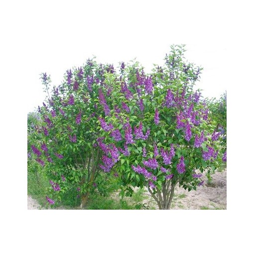 Common lilac ‘Charles Joly’ C4 (grafting on rootstock)