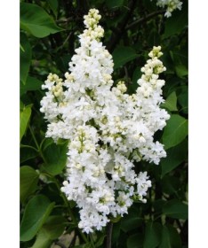 Common Lilac ‘Mme Lemoine’ C4 (grafting on rootstock)