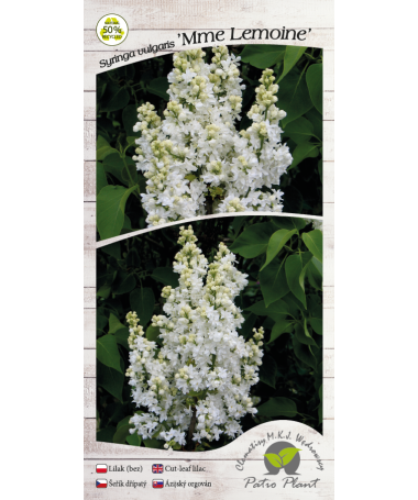 Common Lilac ‘Mme Lemoine’ C4 (grafting on rootstock)