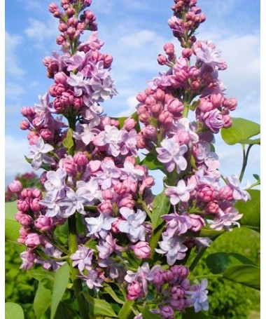 Common lilac Michel Buchner C4 (grafting on rootstock)