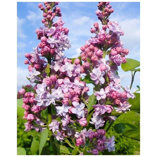 Common lilac Michel Buchner C4 (grafting on rootstock)