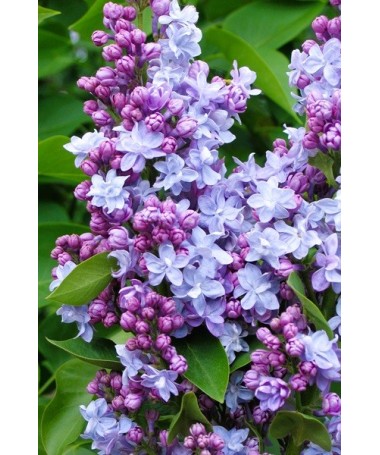 Common lilac Michel Buchner C4 (grafting on rootstock)