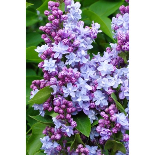 Common lilac Michel Buchner C4 (grafting on rootstock)