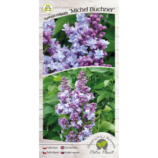 Common lilac Michel Buchner C4 (grafting on rootstock)