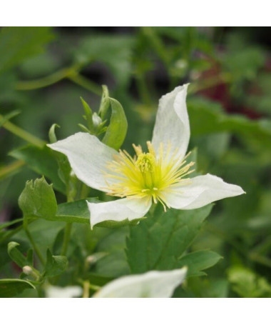 Clematis Anita (botanical) cont. 4L