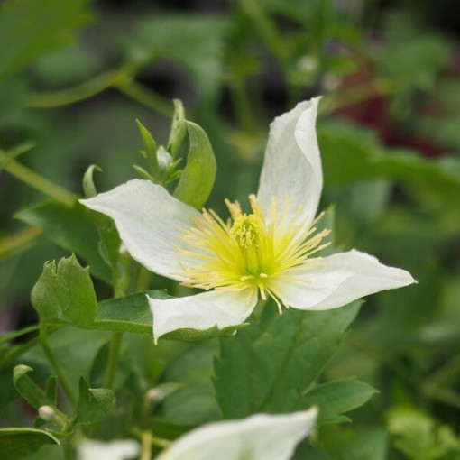 Clematis Anita (botanical) cont. 4L