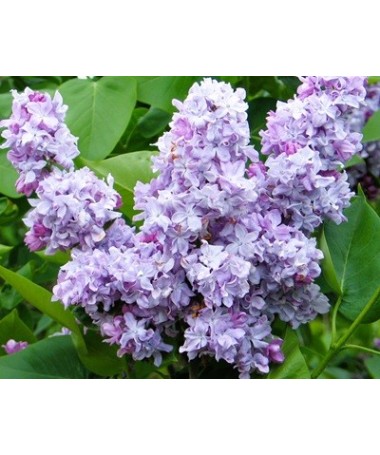 Common lilac Jules Simon C4 (grafting on rootstock)