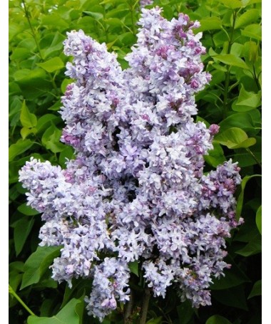Common lilac Jules Simon C4 (grafting on rootstock)