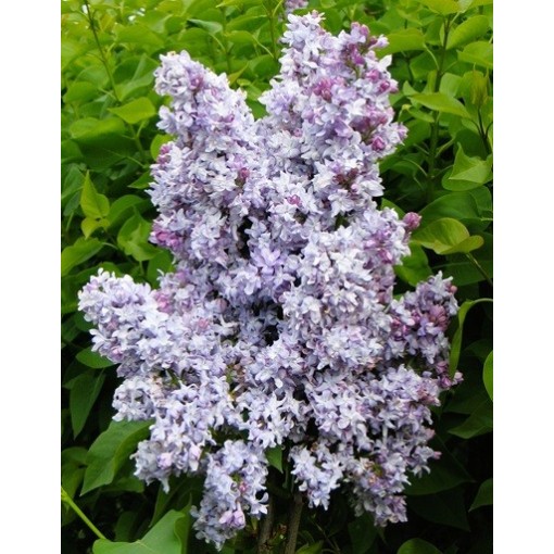 Common lilac Jules Simon C4 (grafting on rootstock)