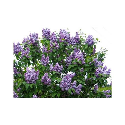 Common lilac Jules Simon C4 (grafting on rootstock)