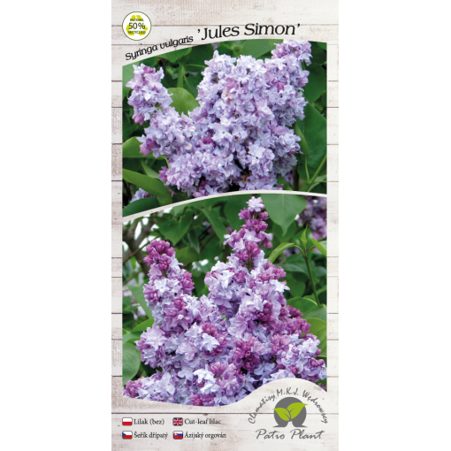 Common lilac Jules Simon C4 (grafting on rootstock)