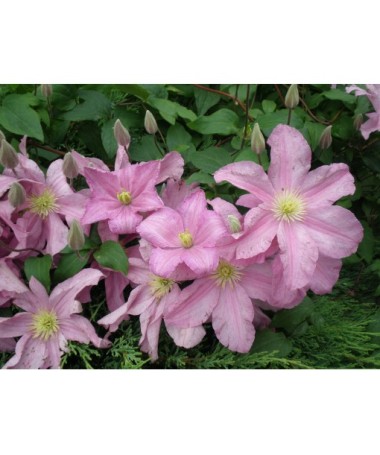 Clematis 'Comtesse de Bouchaud' C4