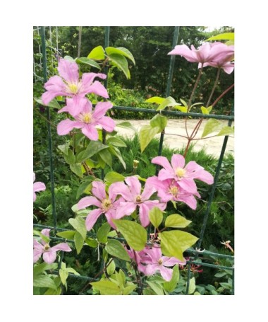 Clematis 'Comtesse de Bouchaud' C4