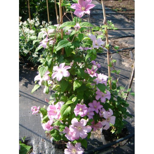 Clematis 'Comtesse de Bouchaud' C4