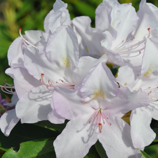 Rhododendron (Azalea) Cunningham's White C4