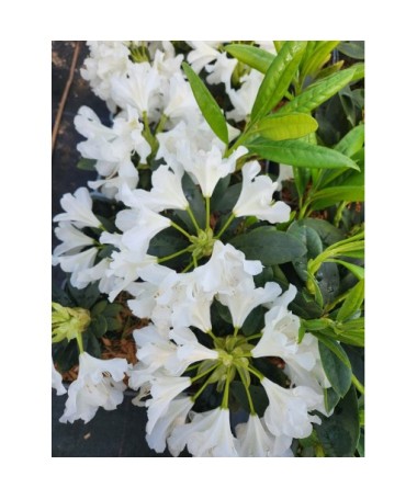 Rhododendron (Azalea) Cunningham's White C4