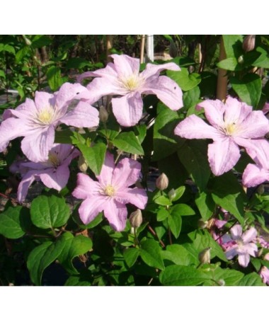 Clematis 'Comtesse de Bouchaud' C2
