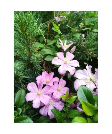 Clematis 'Comtesse de Bouchaud' C2