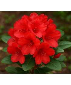 Rhododendron (Azalea) Scarlet Wonder C2