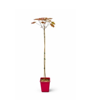 Norway Maple 'Royal Red' C6 (grafting on rootstock)
