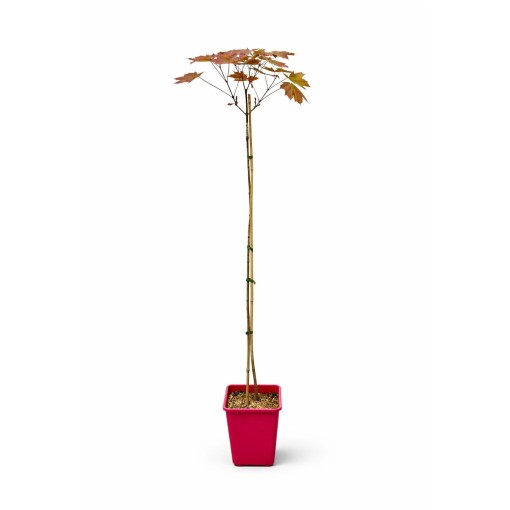 Norway Maple 'Royal Red' C6 (grafting on rootstock)